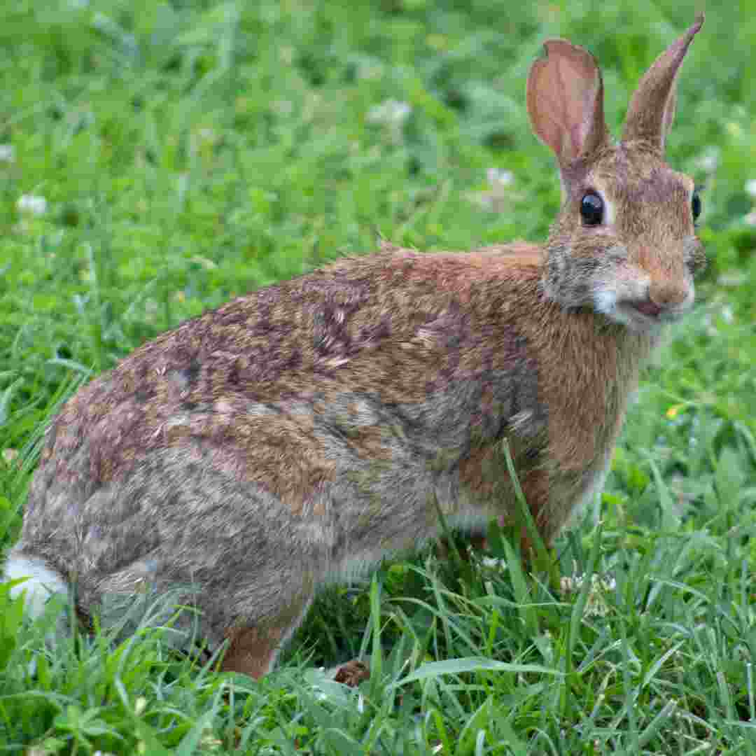 when to rabbits wean