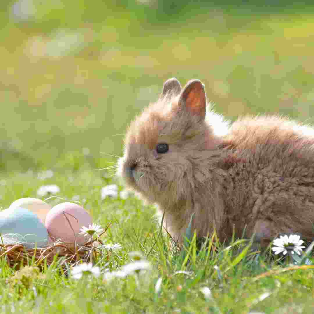 when to rabbits wean