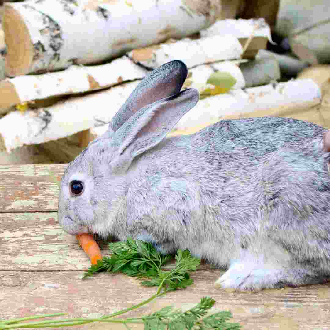 why rabbit eat carrot