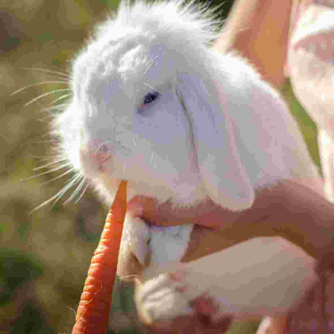 why rabbit eat carrot