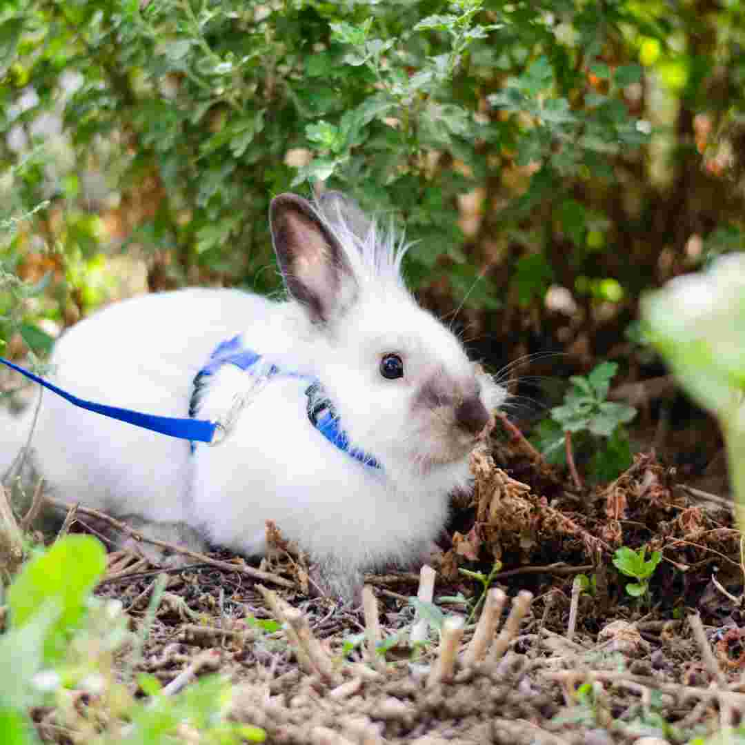 can you walk rabbits on a leash