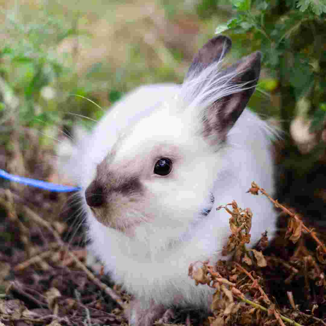 can you walk rabbits on a leash