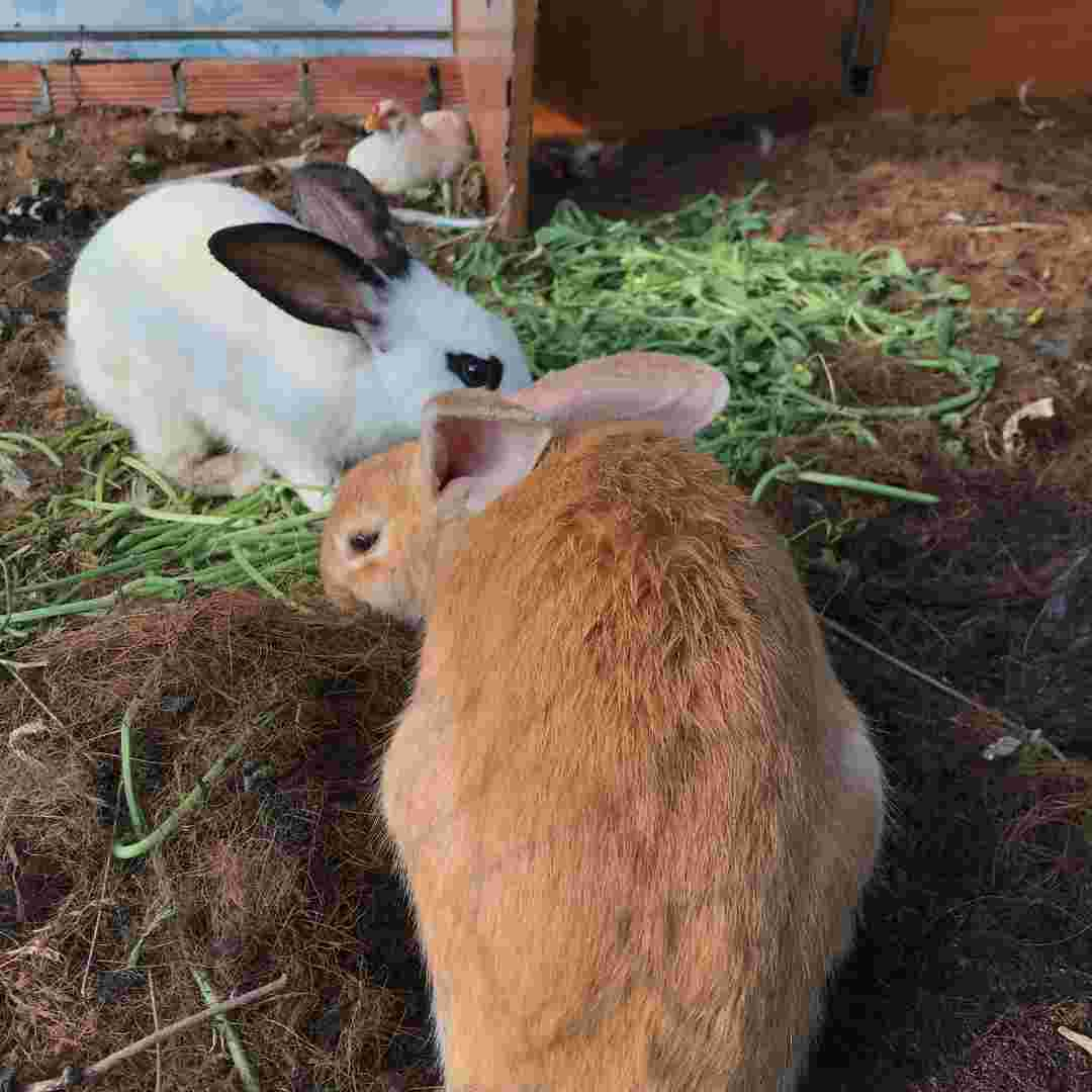 what vegetables rabbits won't eat