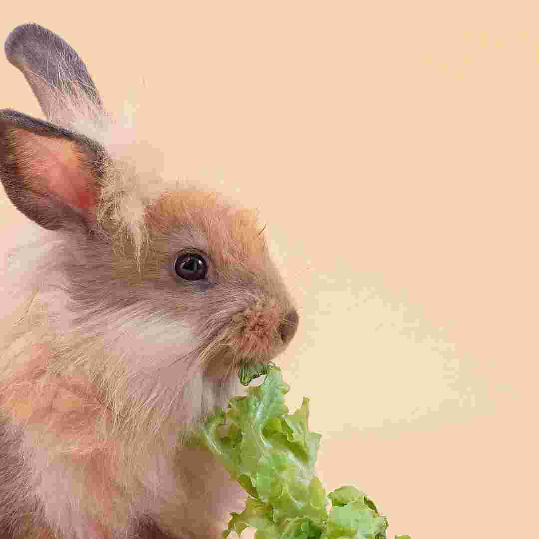 what vegetables rabbits won't eat