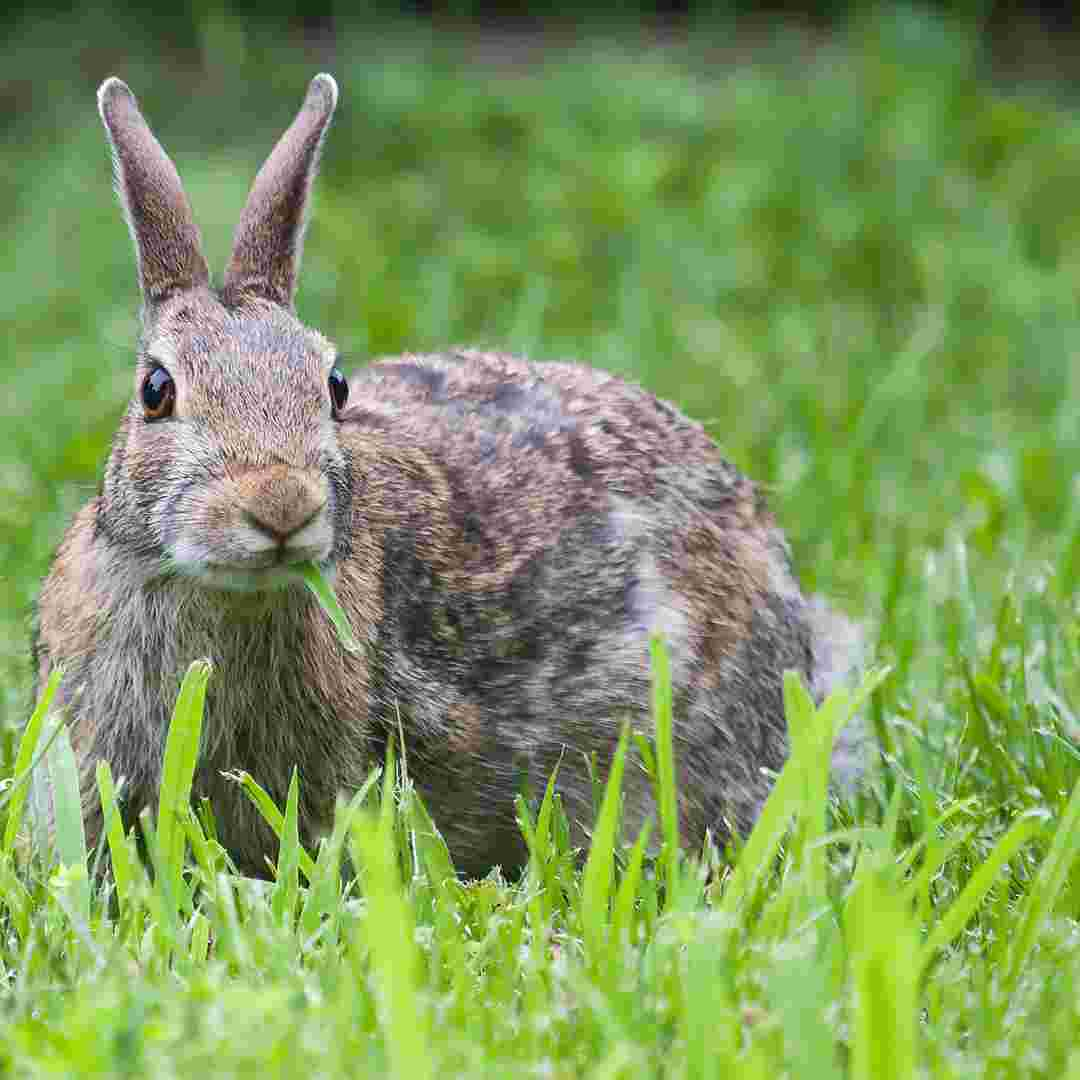 does rabbit have claws