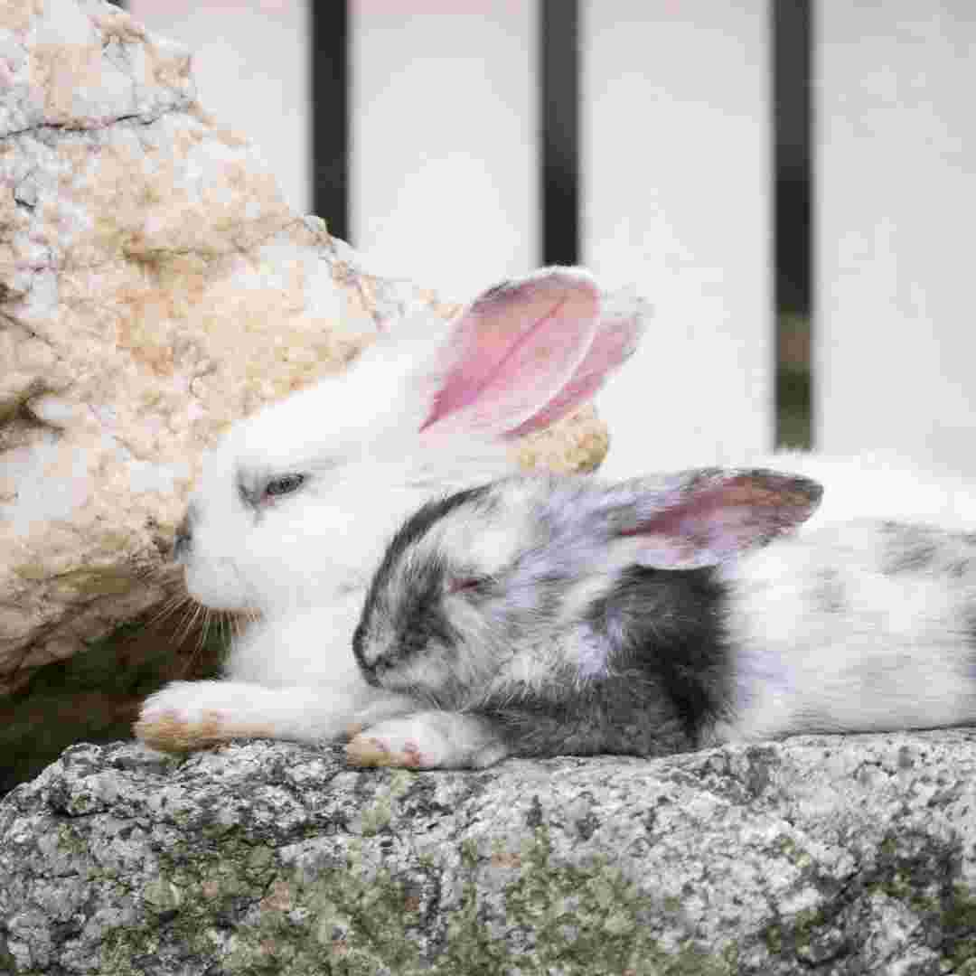 when to rabbits sleep