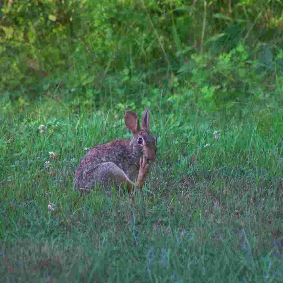 how much does rabbit food cost