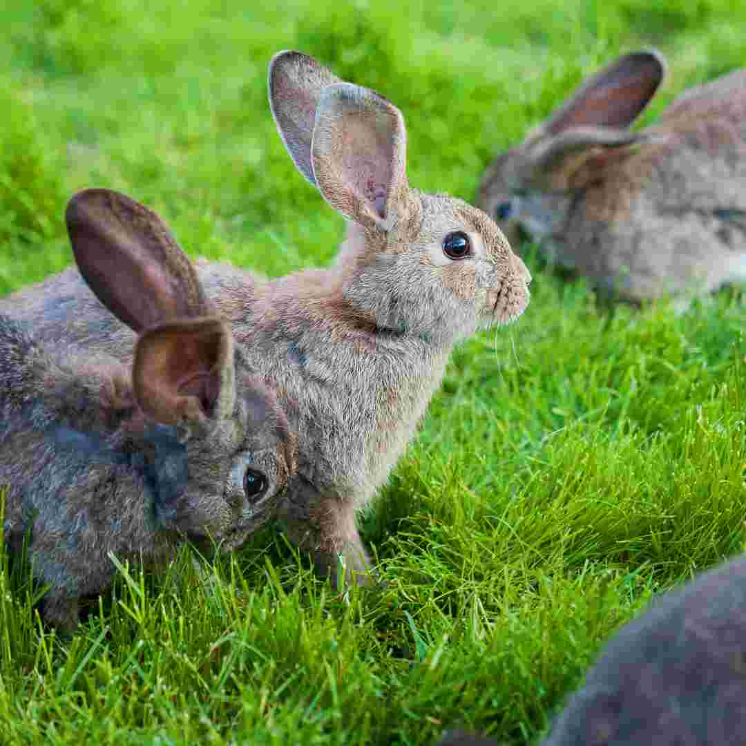 does rabbit have horns