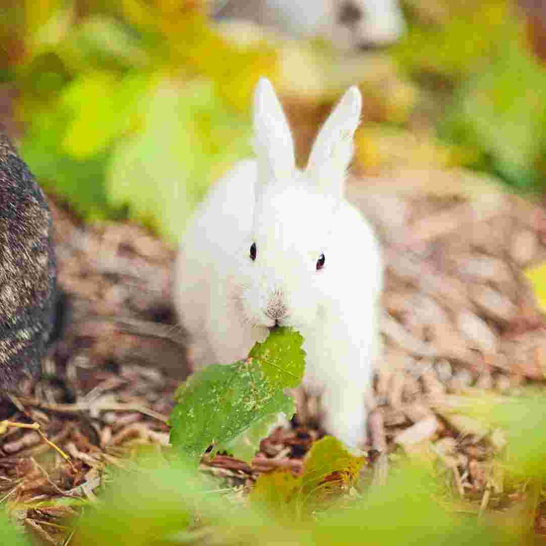 does rabbit have horns