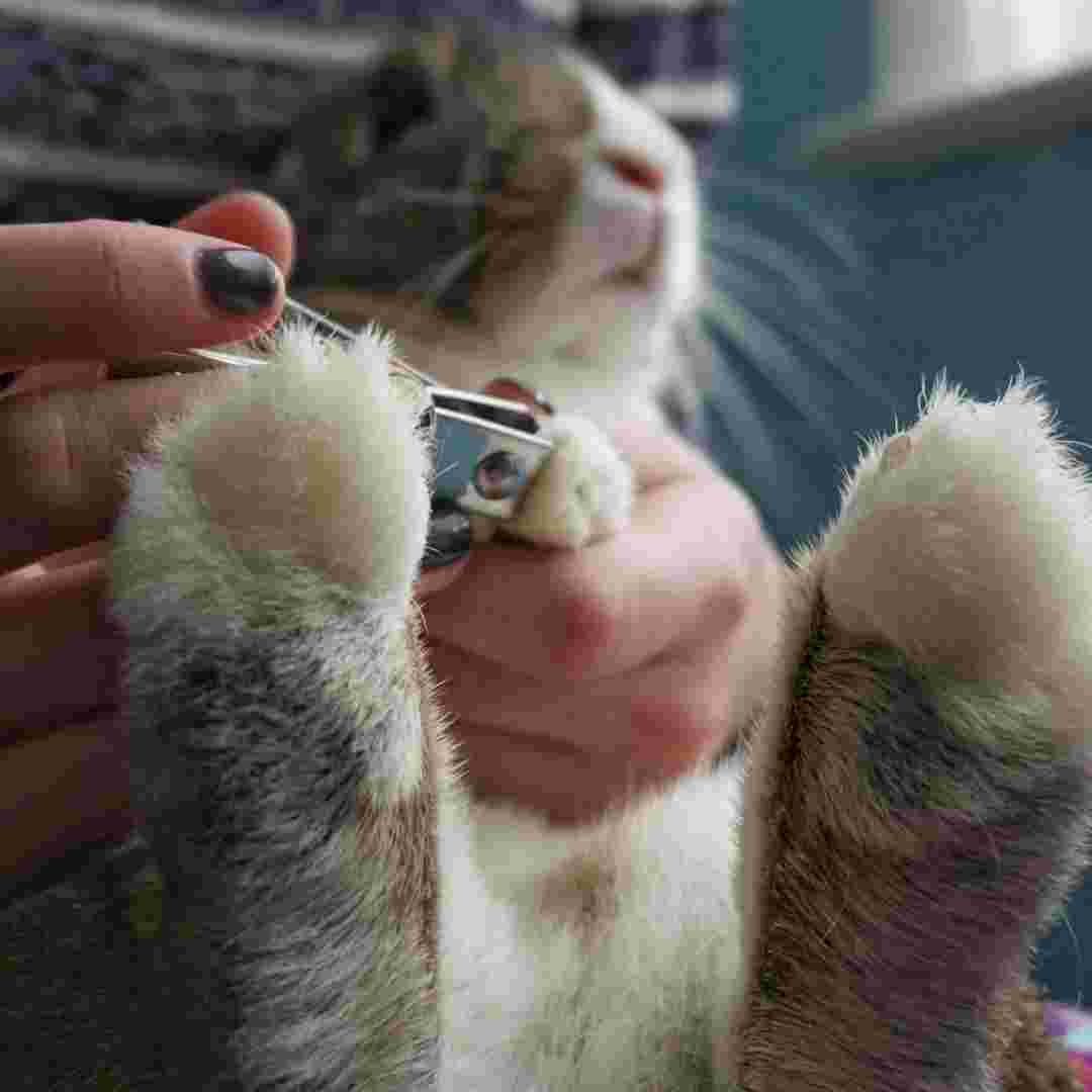 do you need to trim rabbit nails