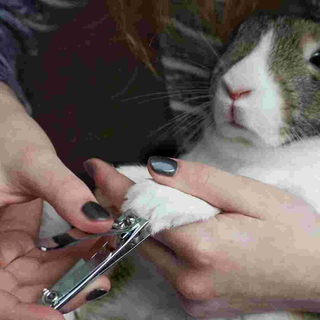 do you need to trim rabbit nails