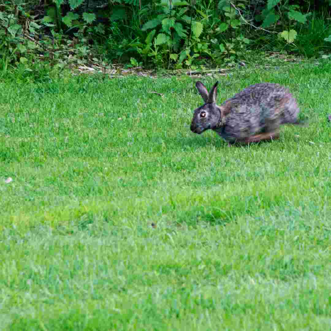 why do rabbits suddenly run