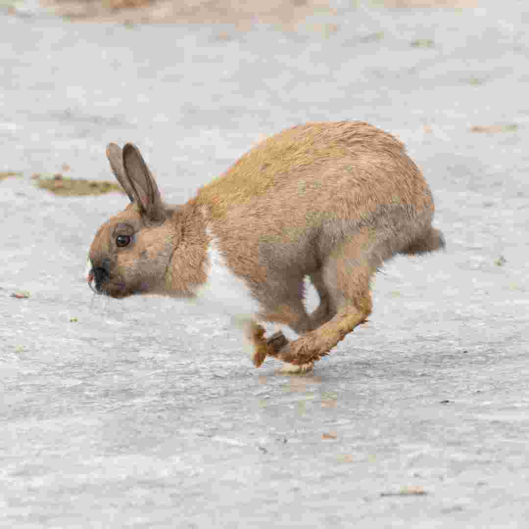 why do rabbits suddenly run