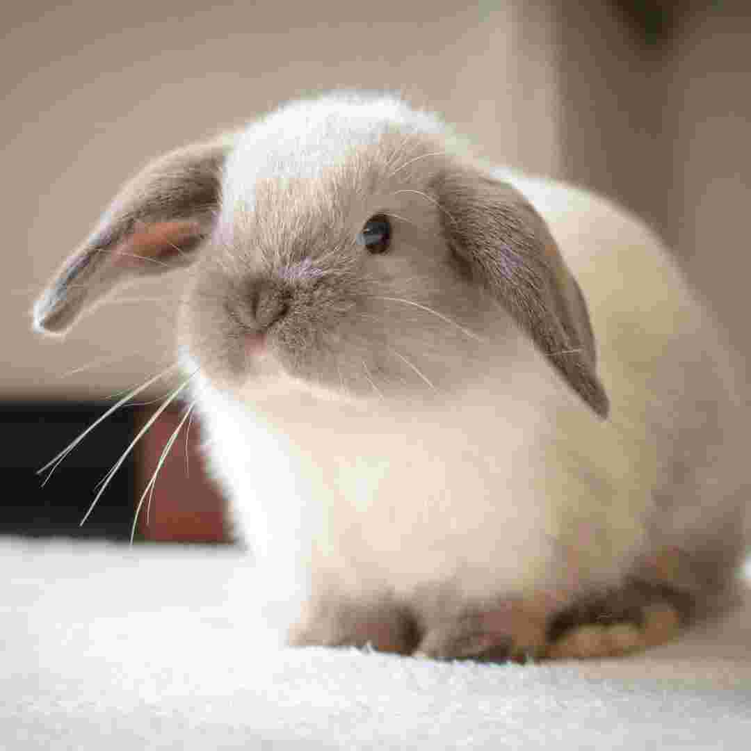 how much does rabbit neutering cost