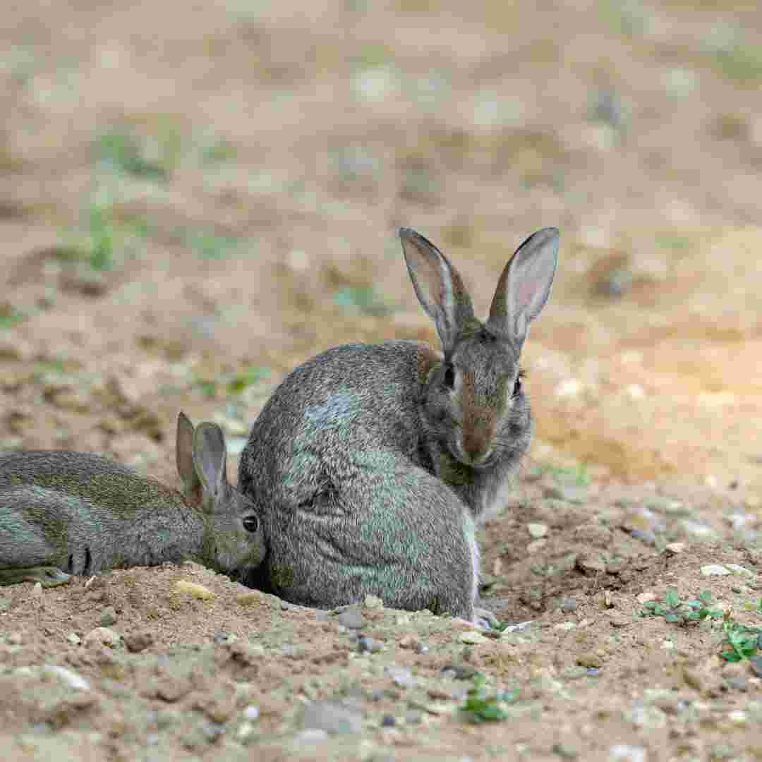 why rabbit eat their poop