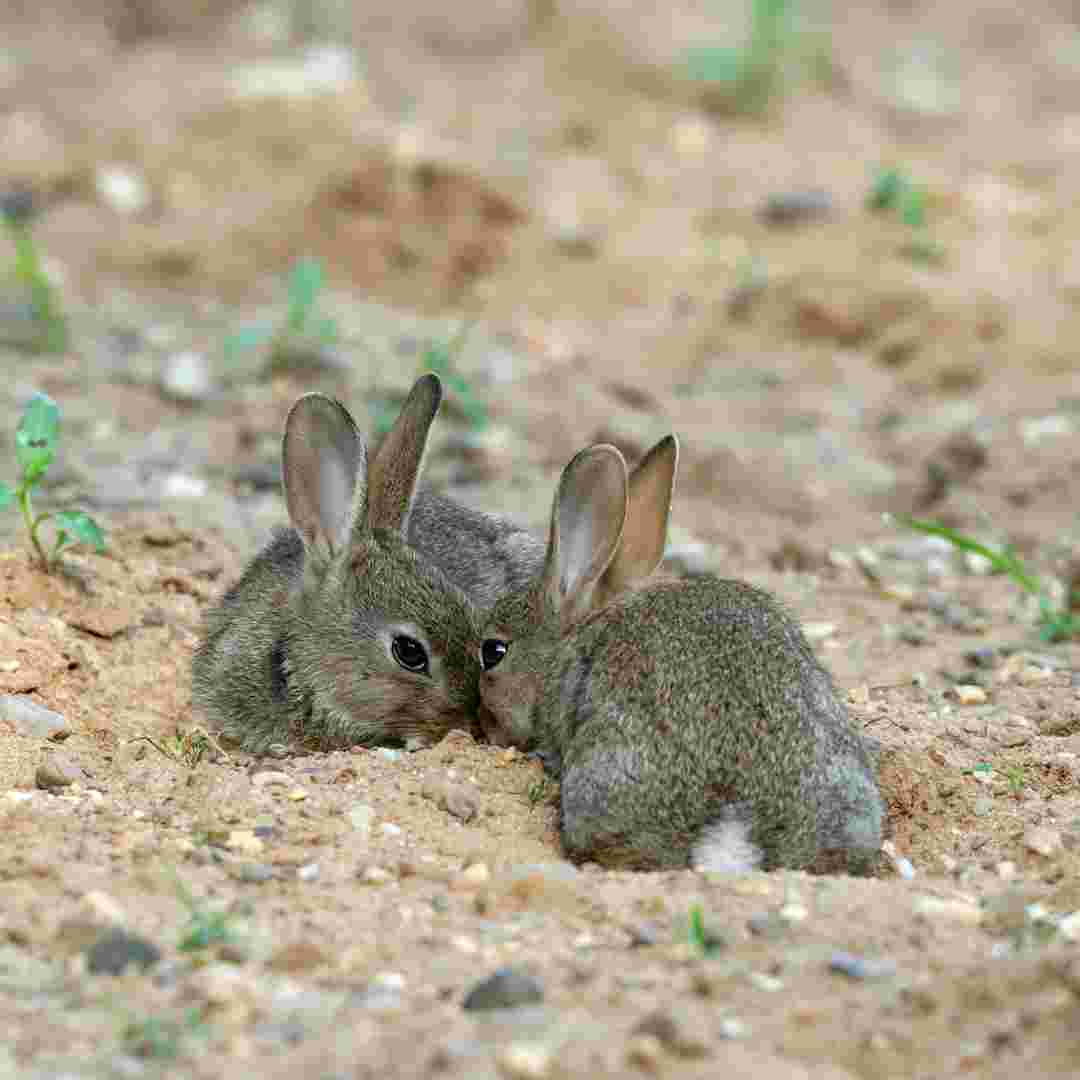 why rabbit eat their poop