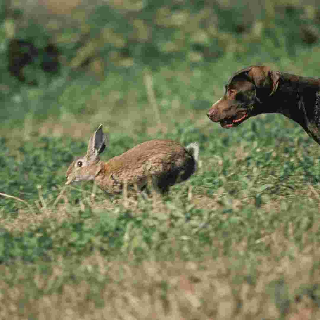 can you go rabbit hunting in the uk