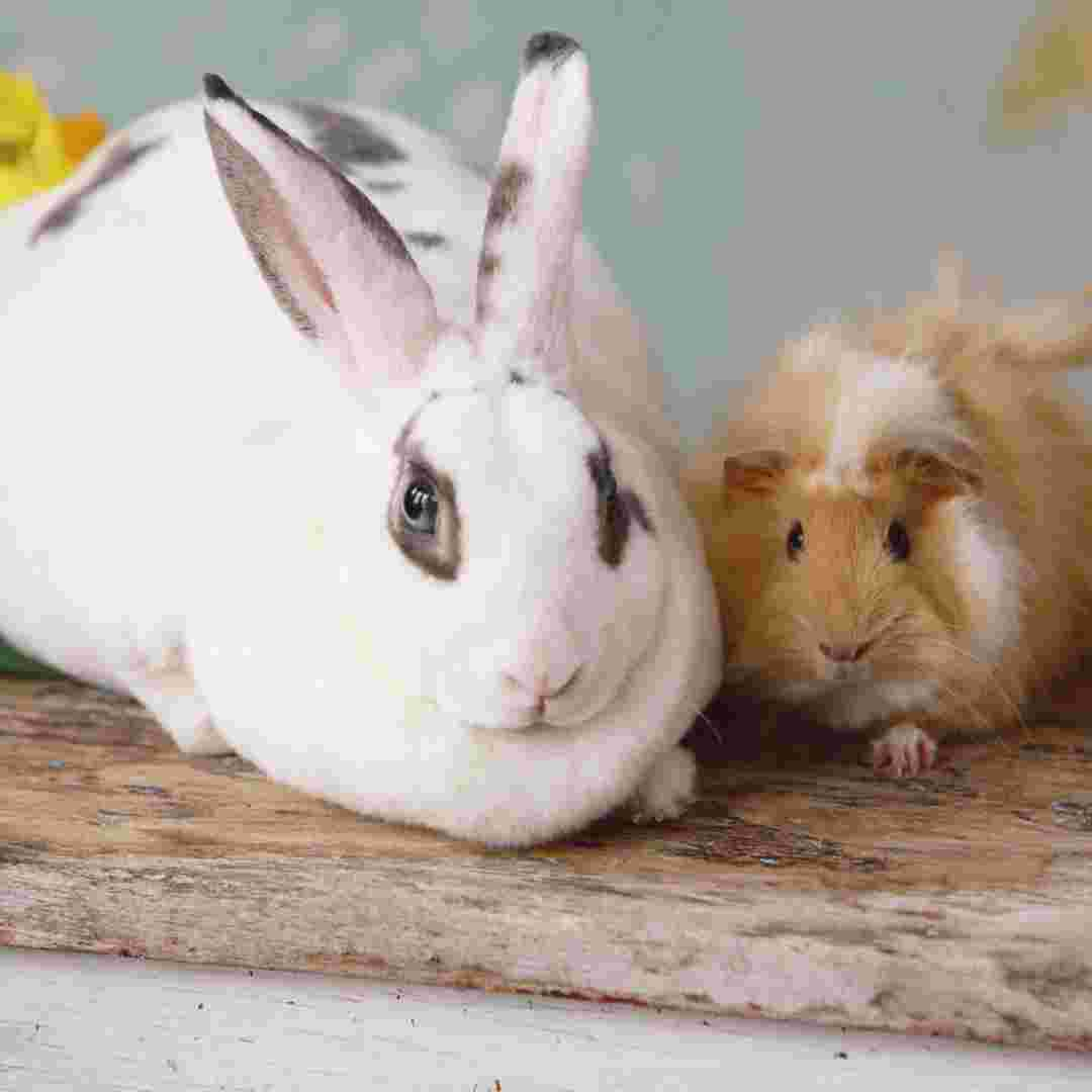 can you put rabbit and guinea pig together