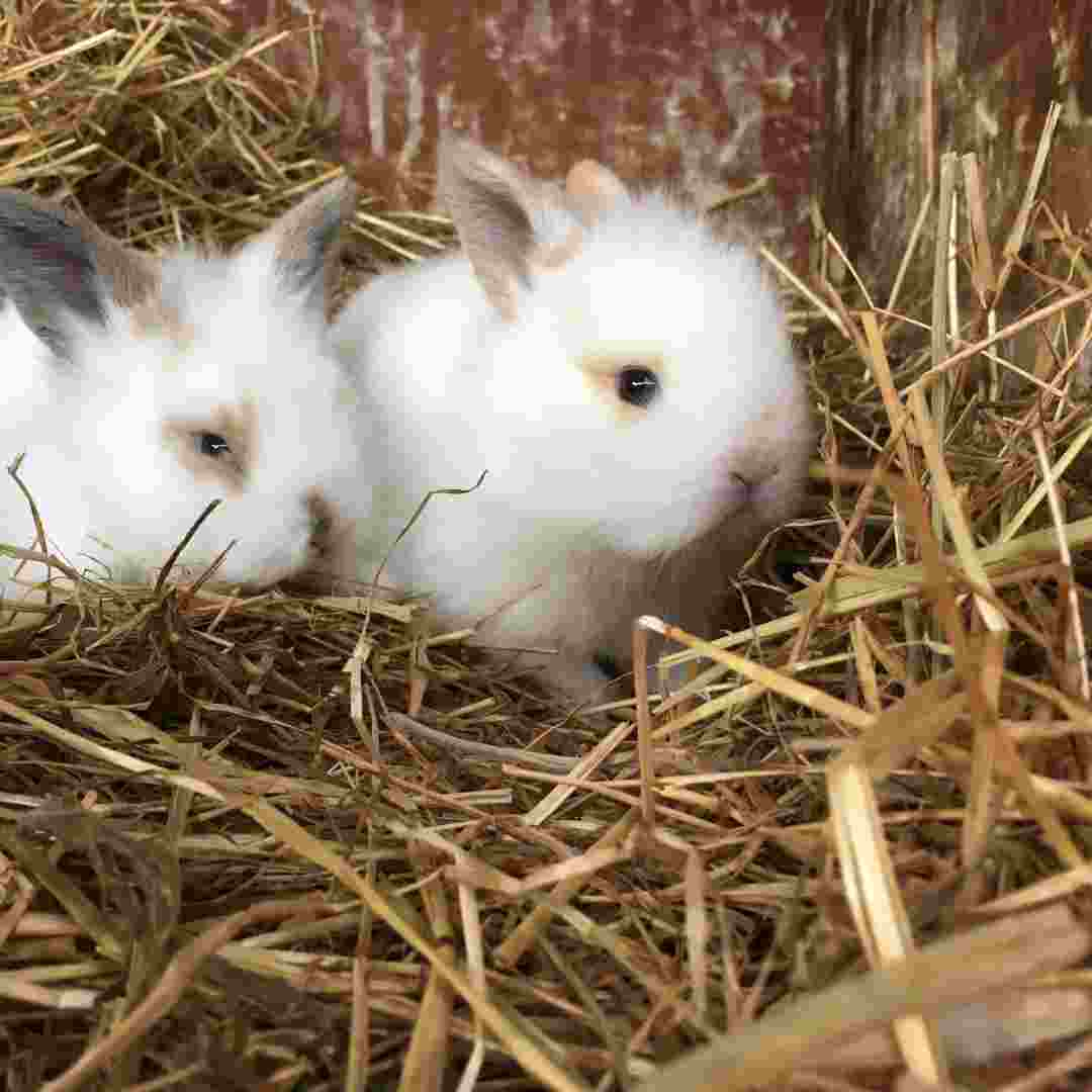 can you put rabbits with guinea pigs