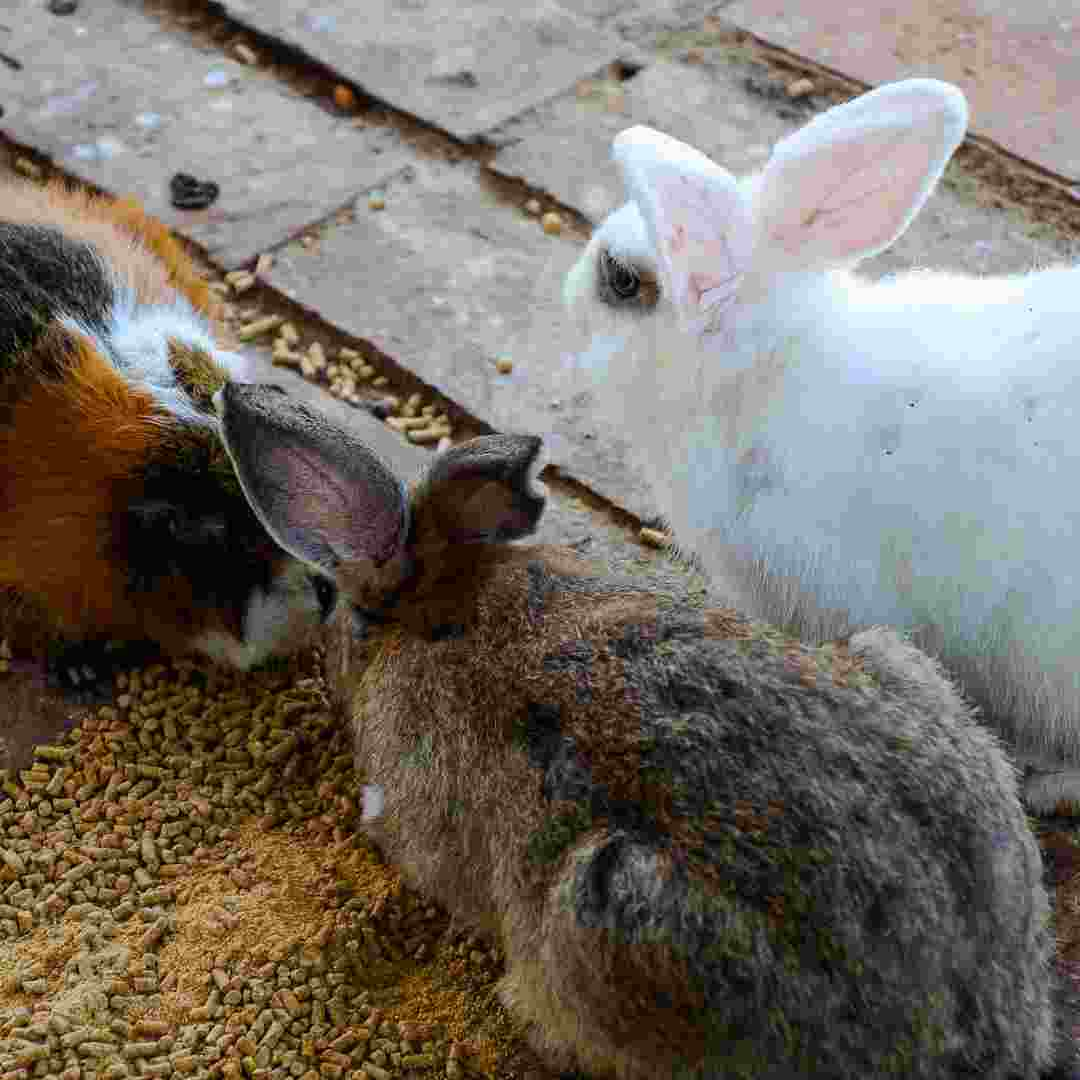 can you put rabbits with guinea pigs