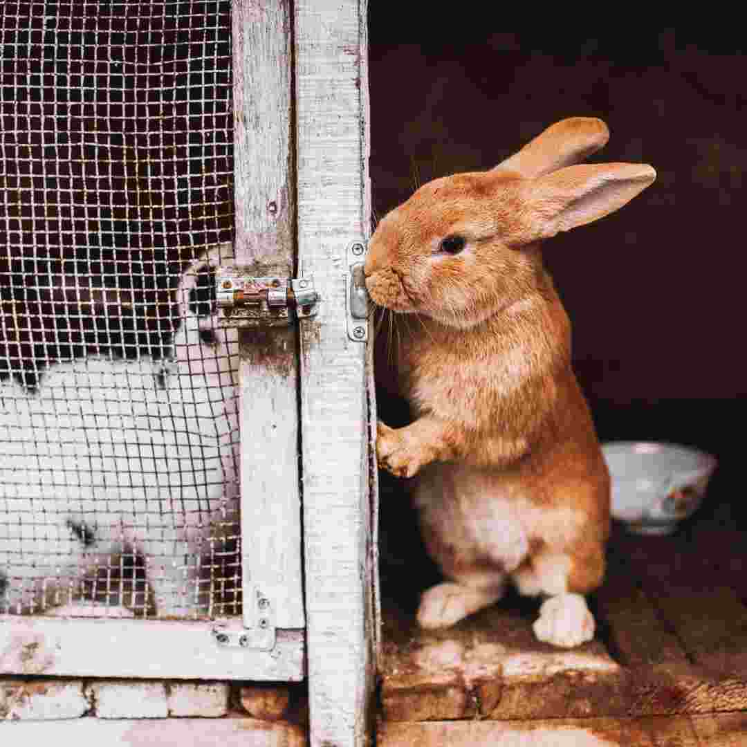 is it ok to keep a rabbit in a cage