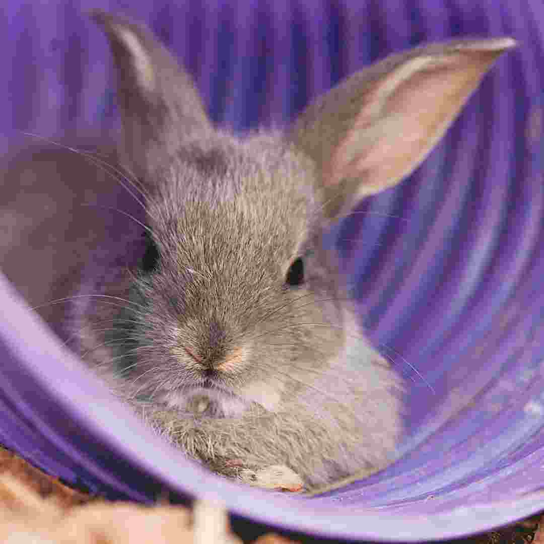 why rabbit have long ears