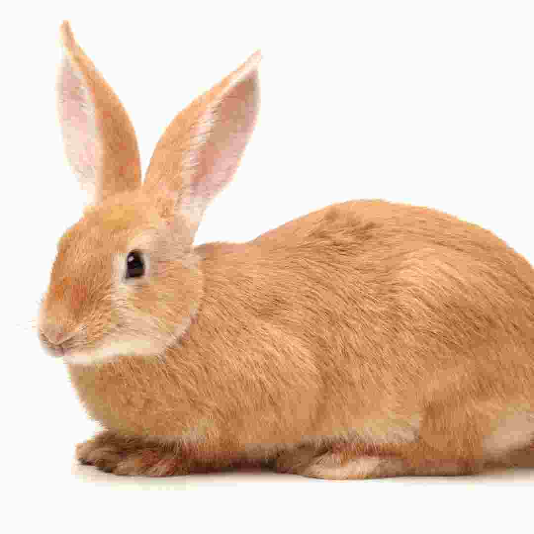 why rabbit have long ears