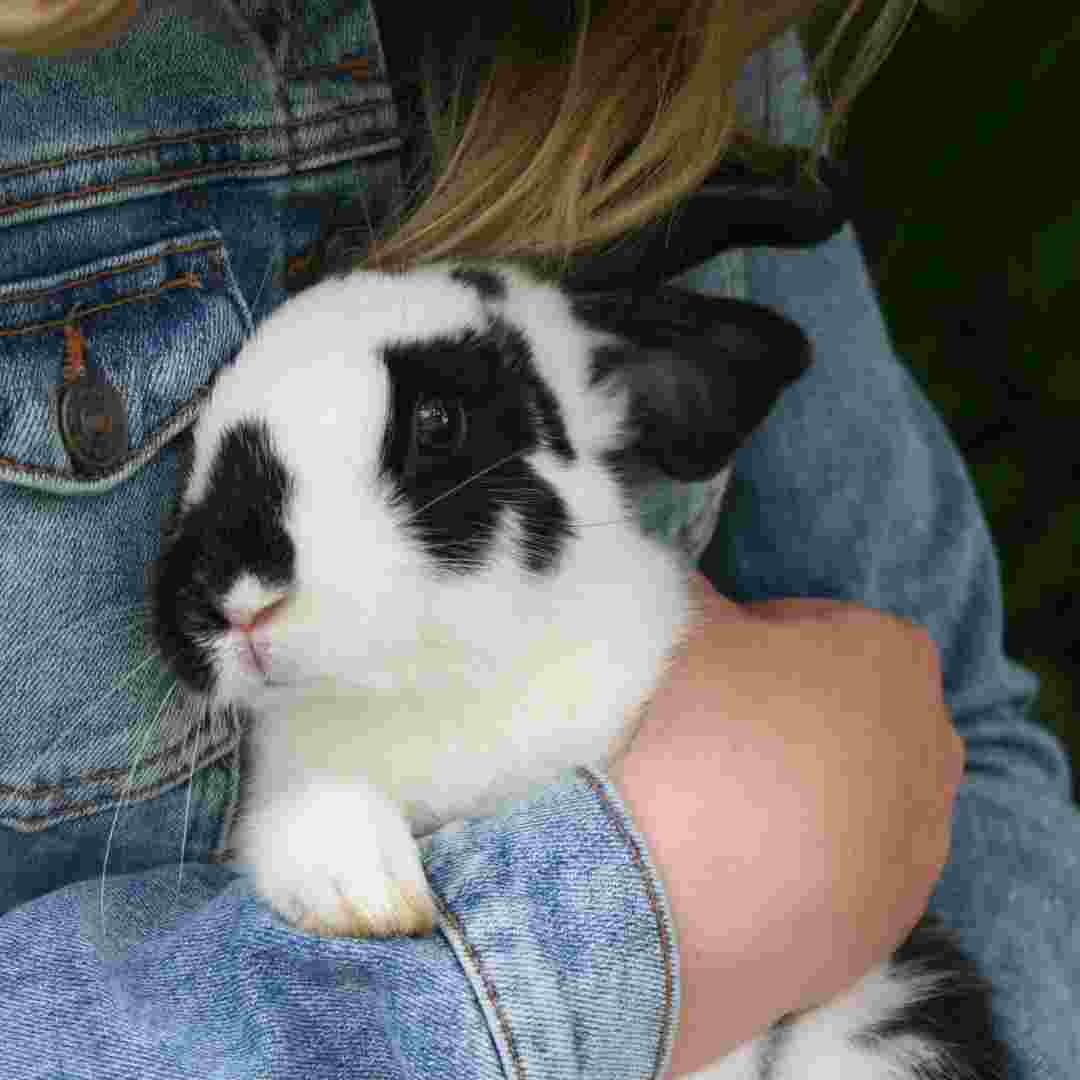 is it ok to bathe a rabbit