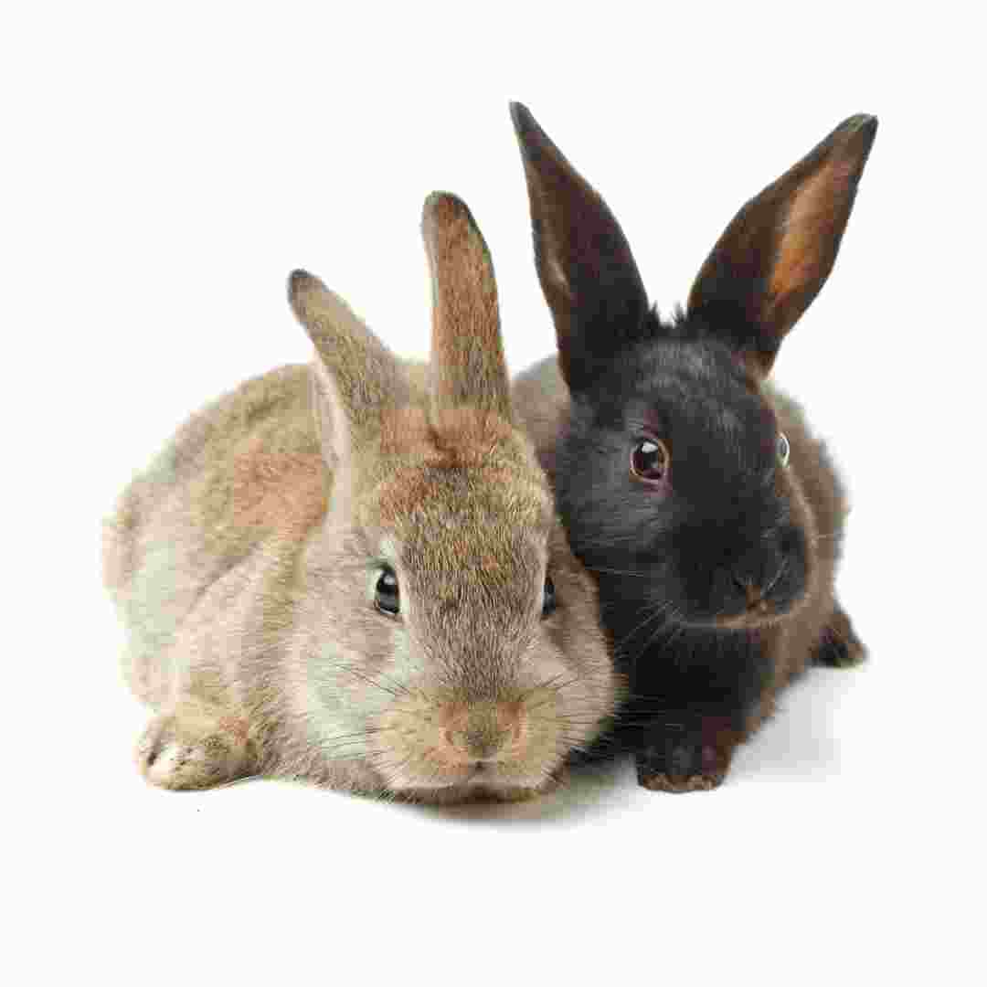 Expert Tips on Introducing and Bonding Rabbits: A Guide to Putting