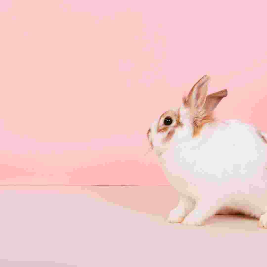 does rabbit make any sound