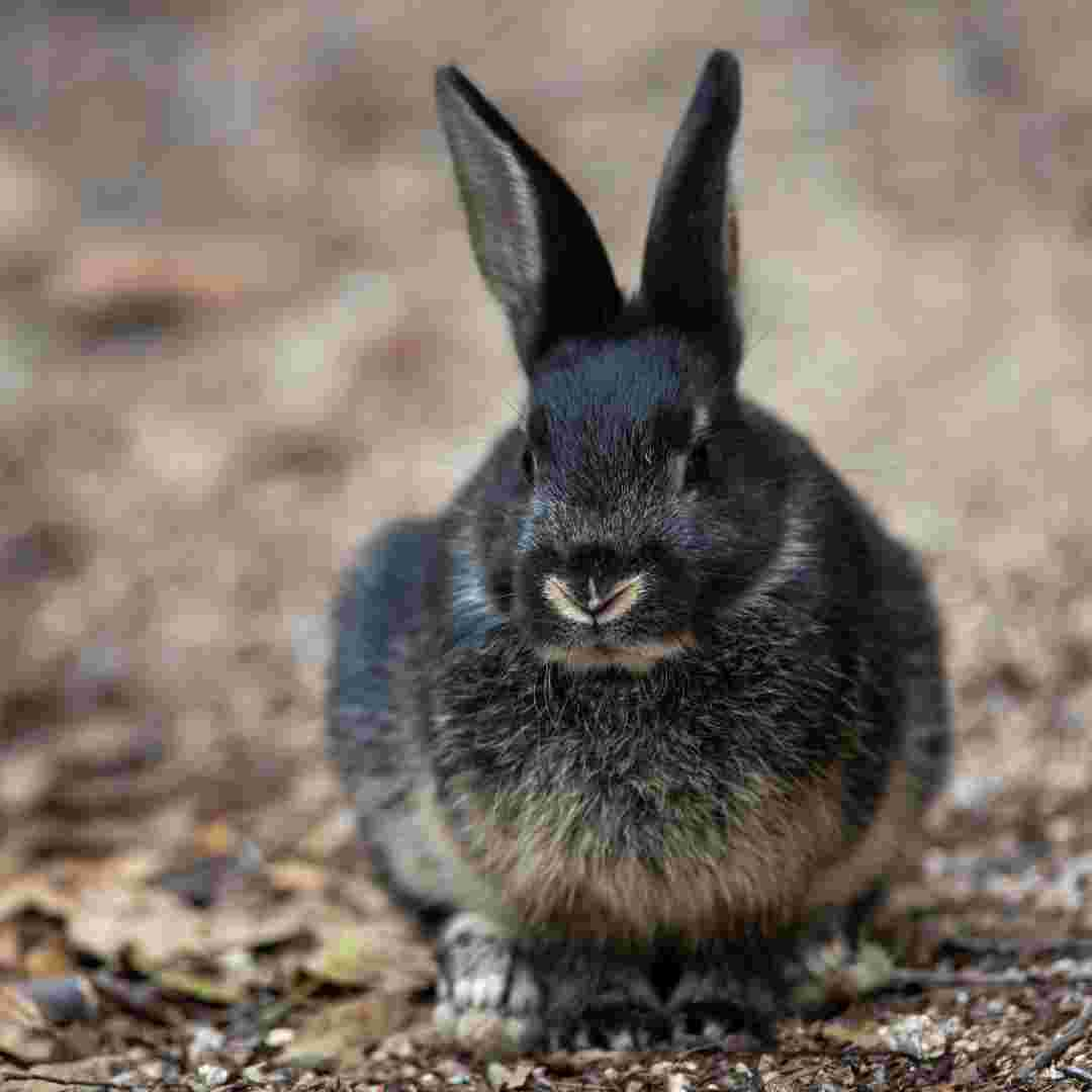 is rabbit wild or domestic animal