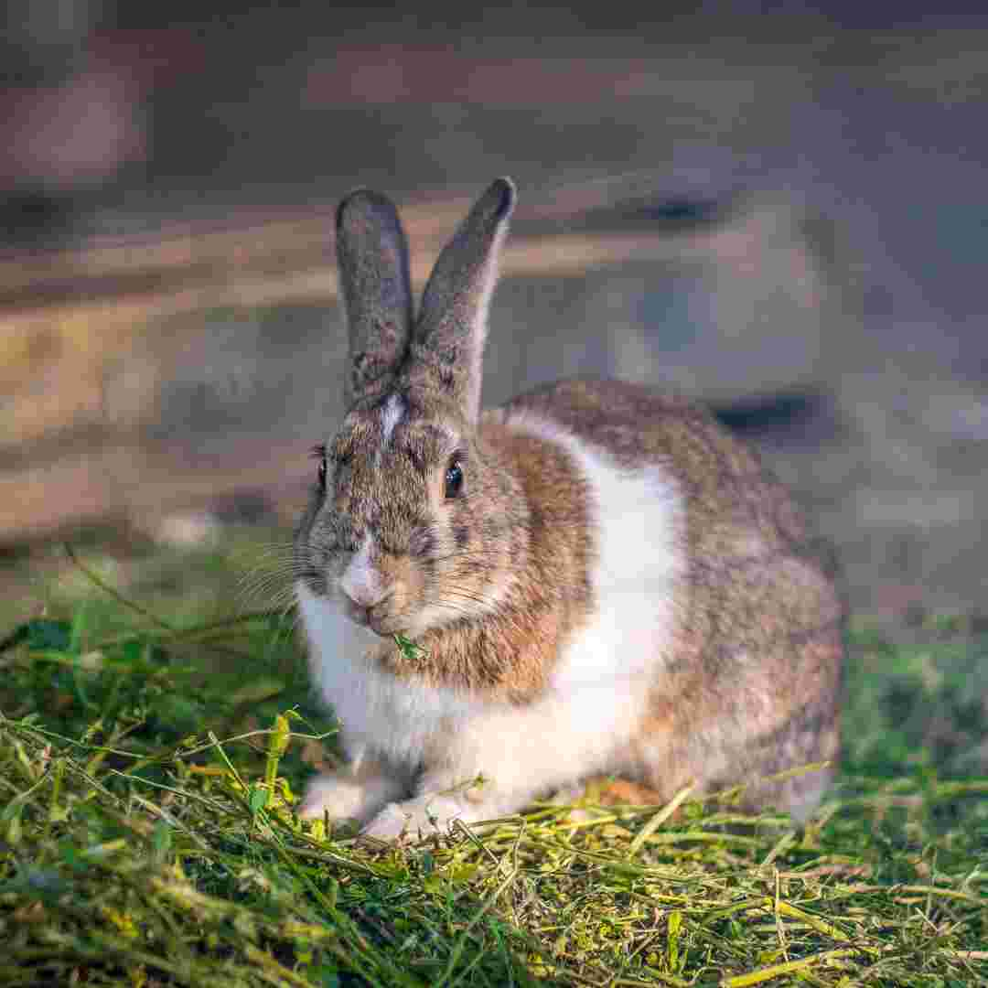 is it ok to have one rabbit