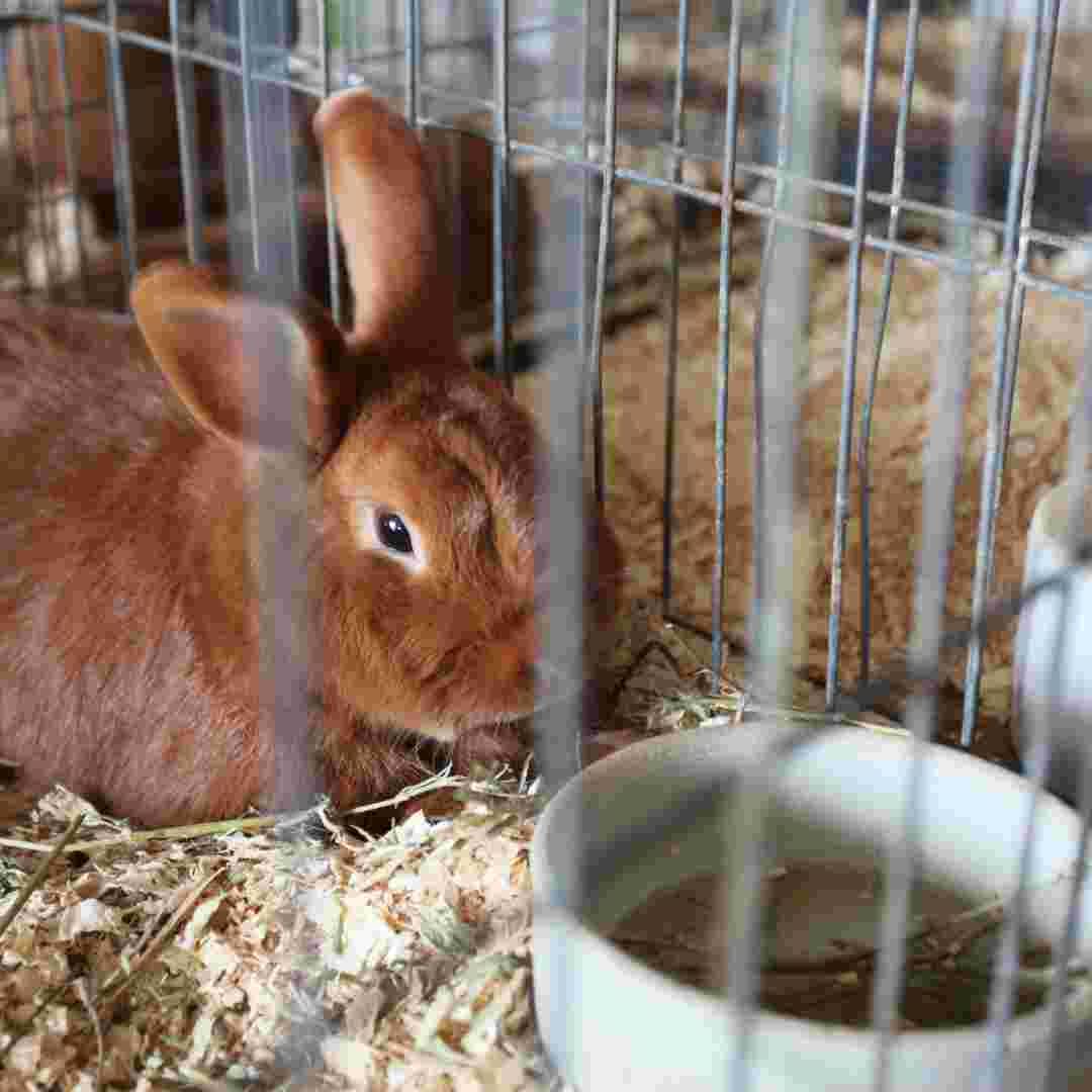 how to put rabbit water bottle on cage