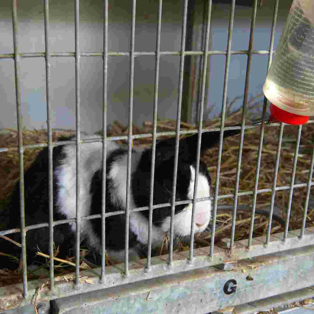 how to put rabbit water bottle on cage