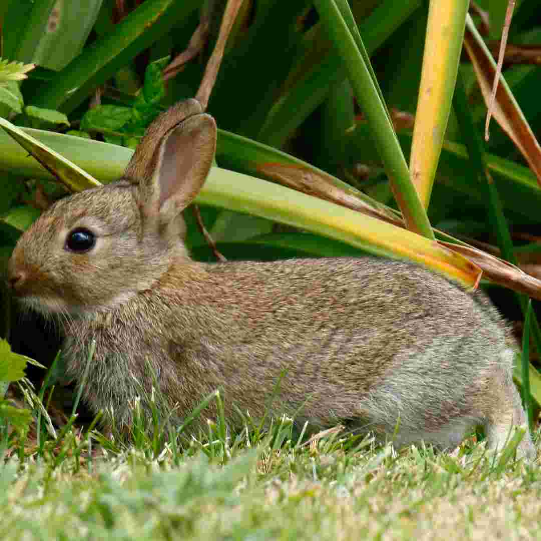 is rabbit wild animal