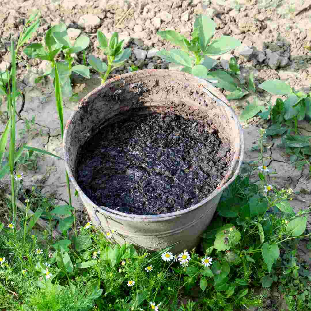 is rabbit poop good fertilizer