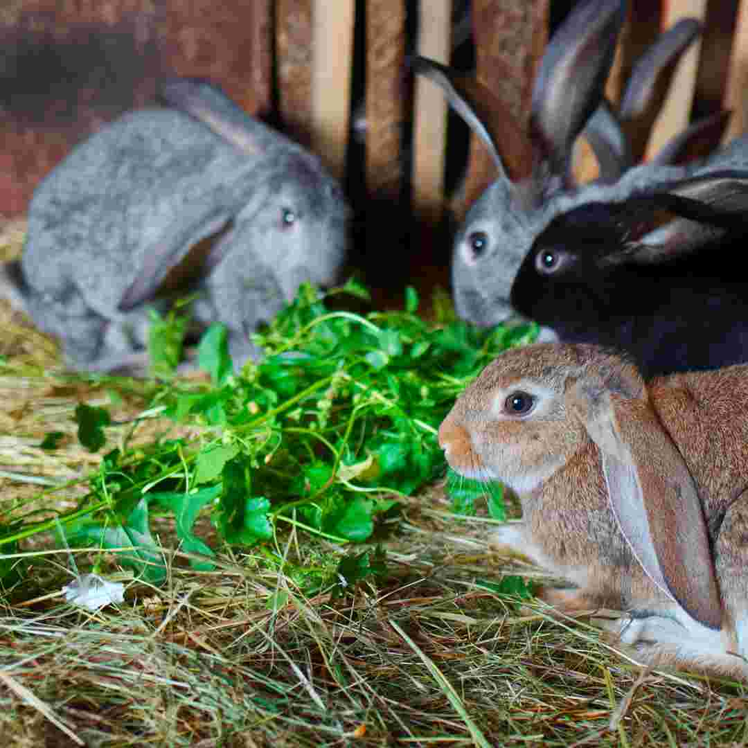 is eating too much rabbit bad for you