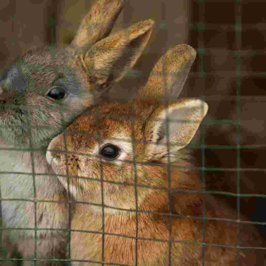 what can you put in a rabbit cage instead of sawdust