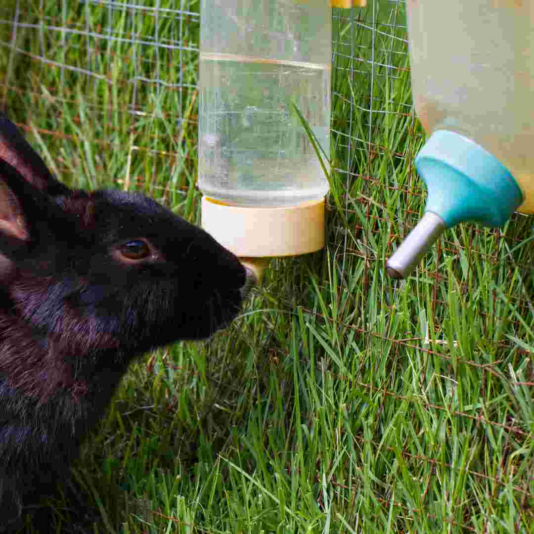 how many rabbits per litter