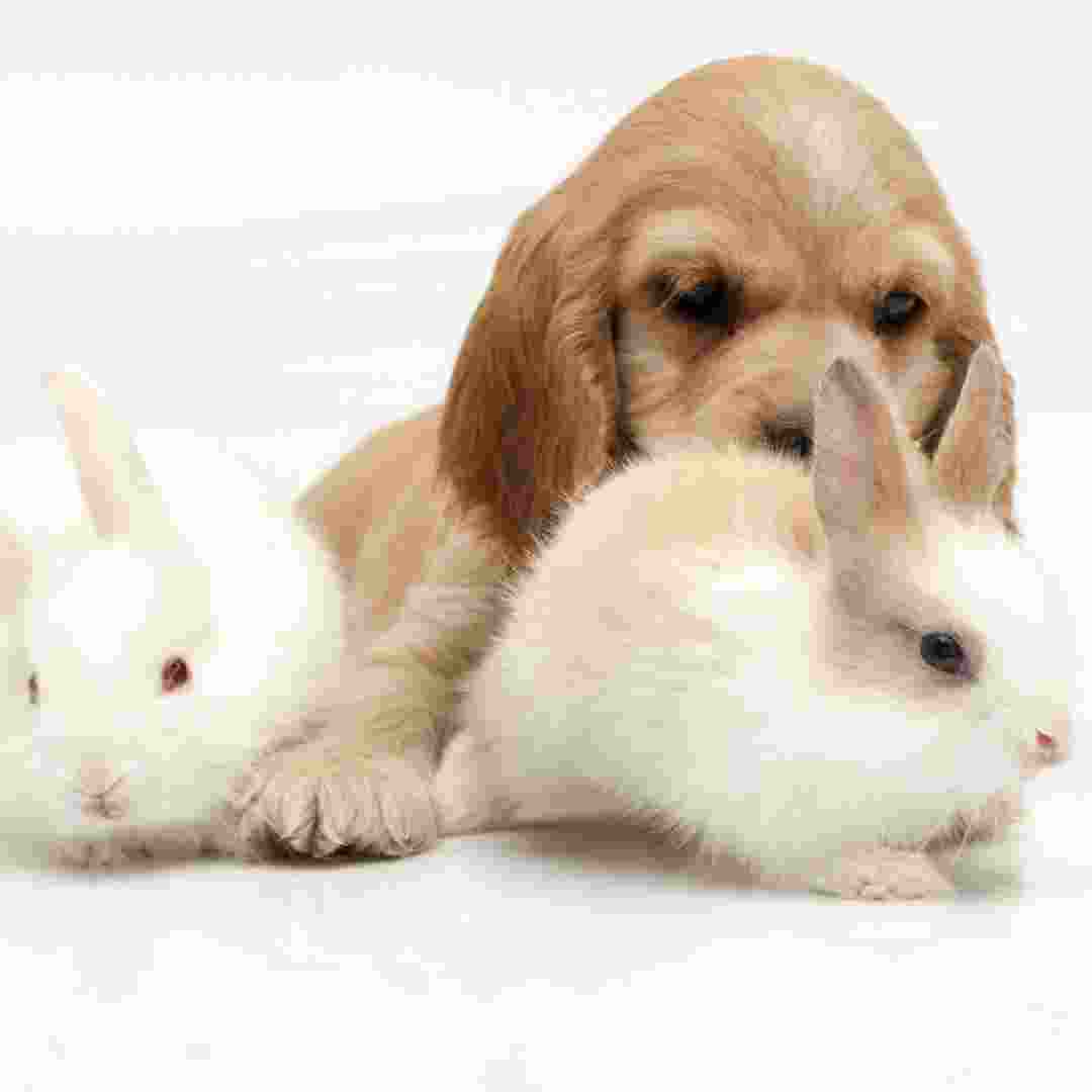 what does rabbit dog mean