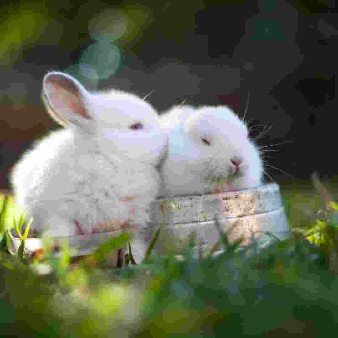 why are rabbits so popular