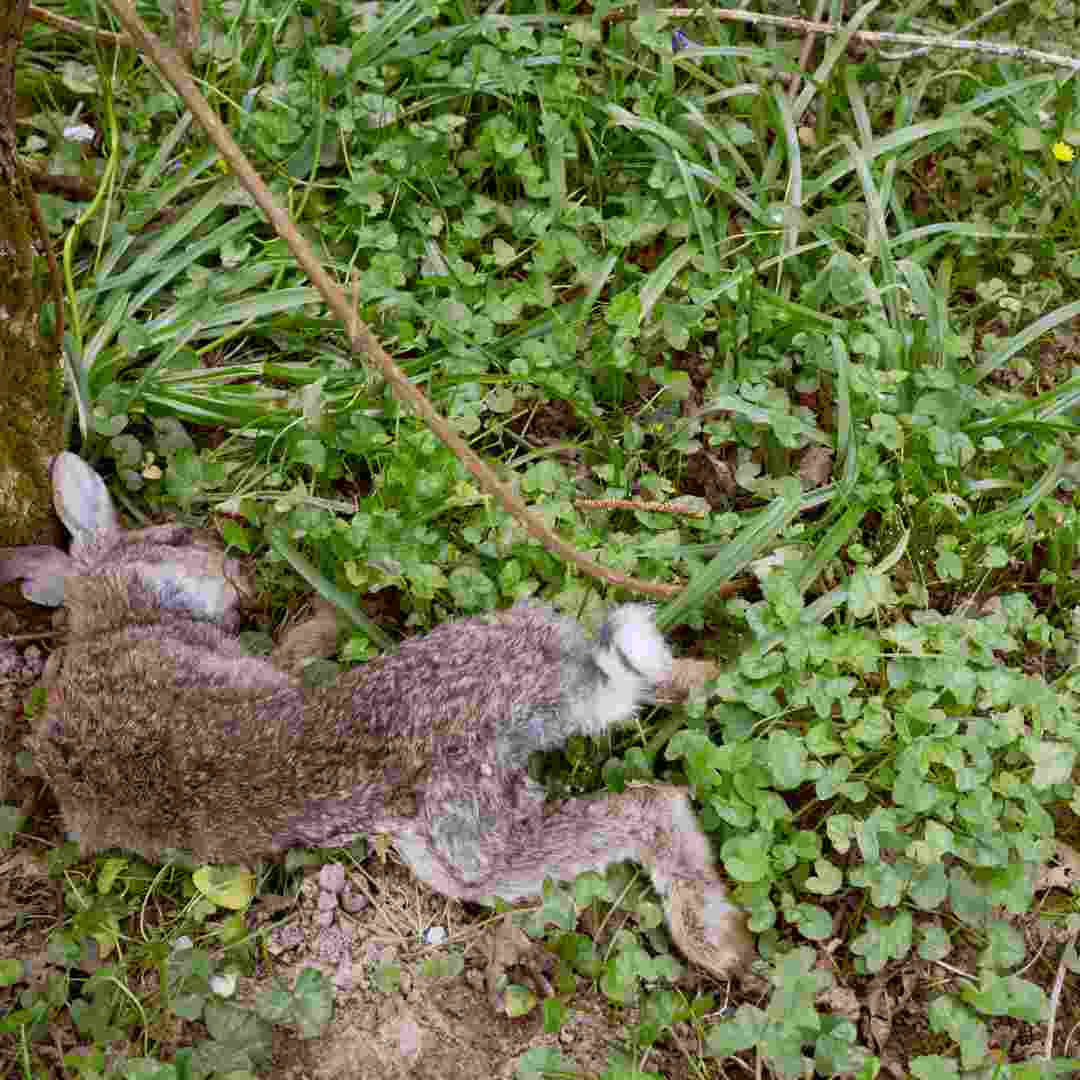 how do i know my rabbit is dead