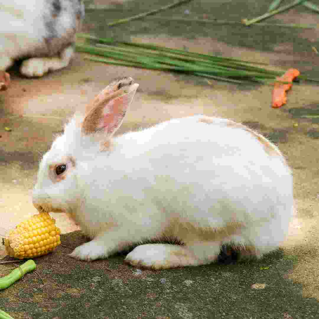 are rabbits bad for pregnancy