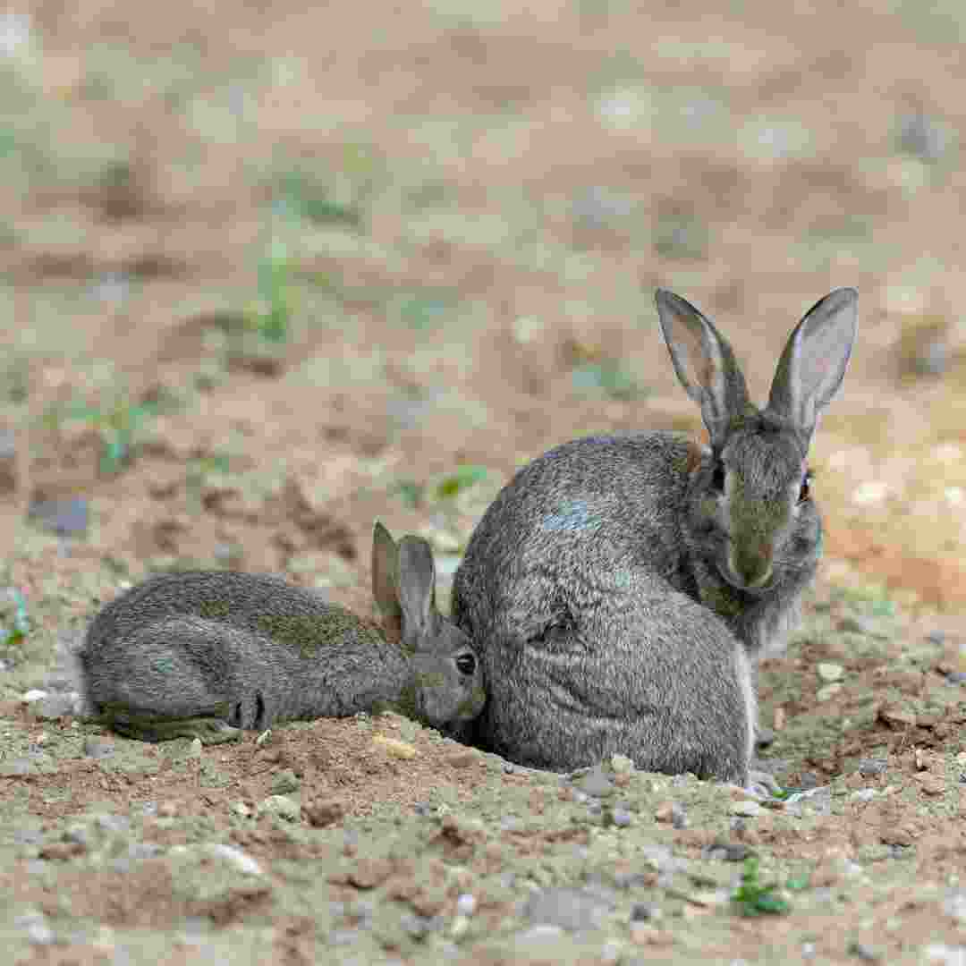 are rabbits bad for pregnancy