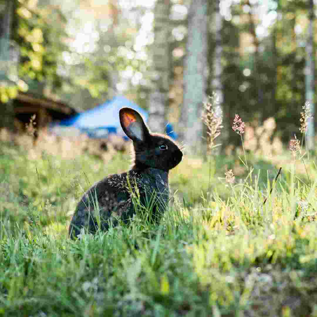 how much rabbit manure per square foot