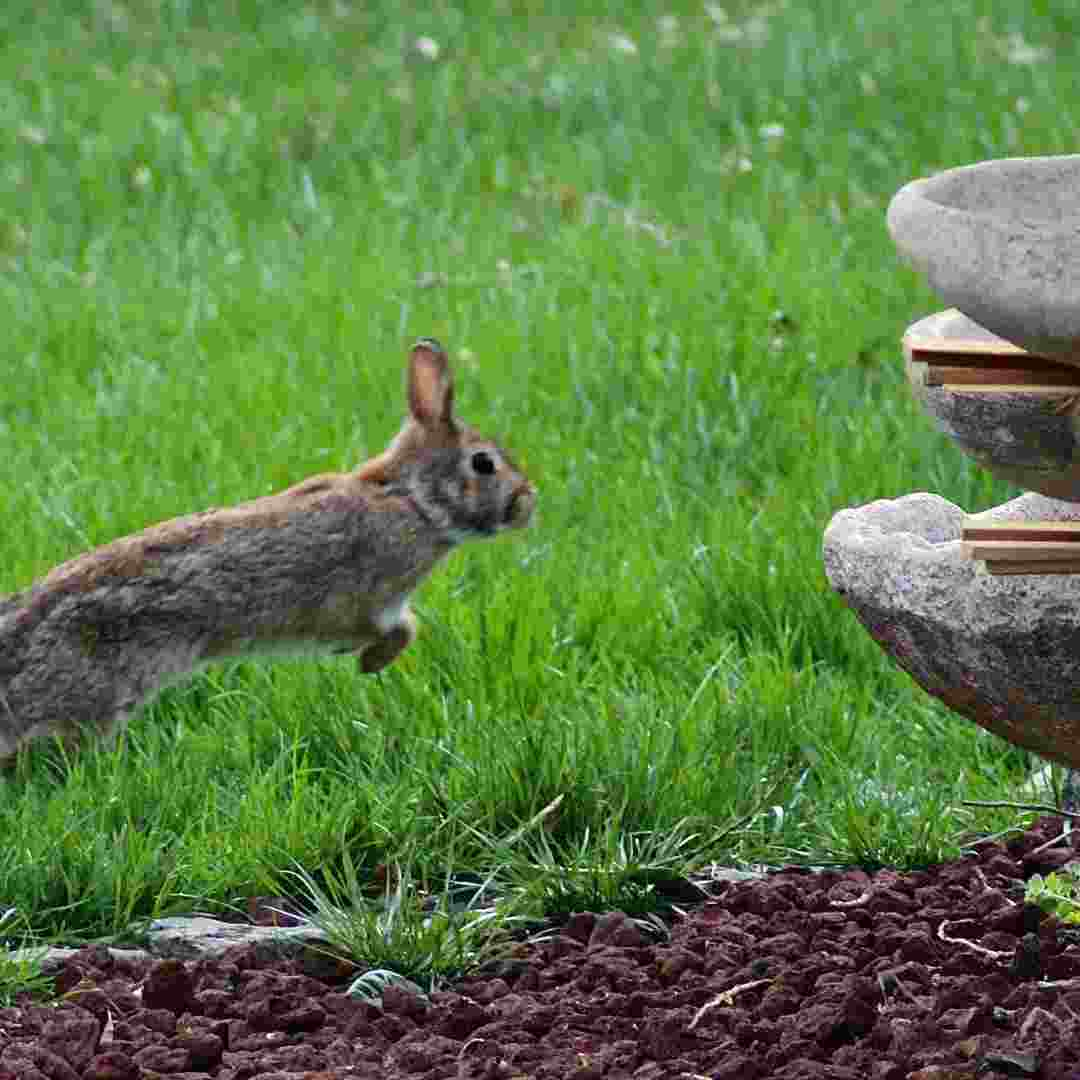 how much rabbit manure per square foot