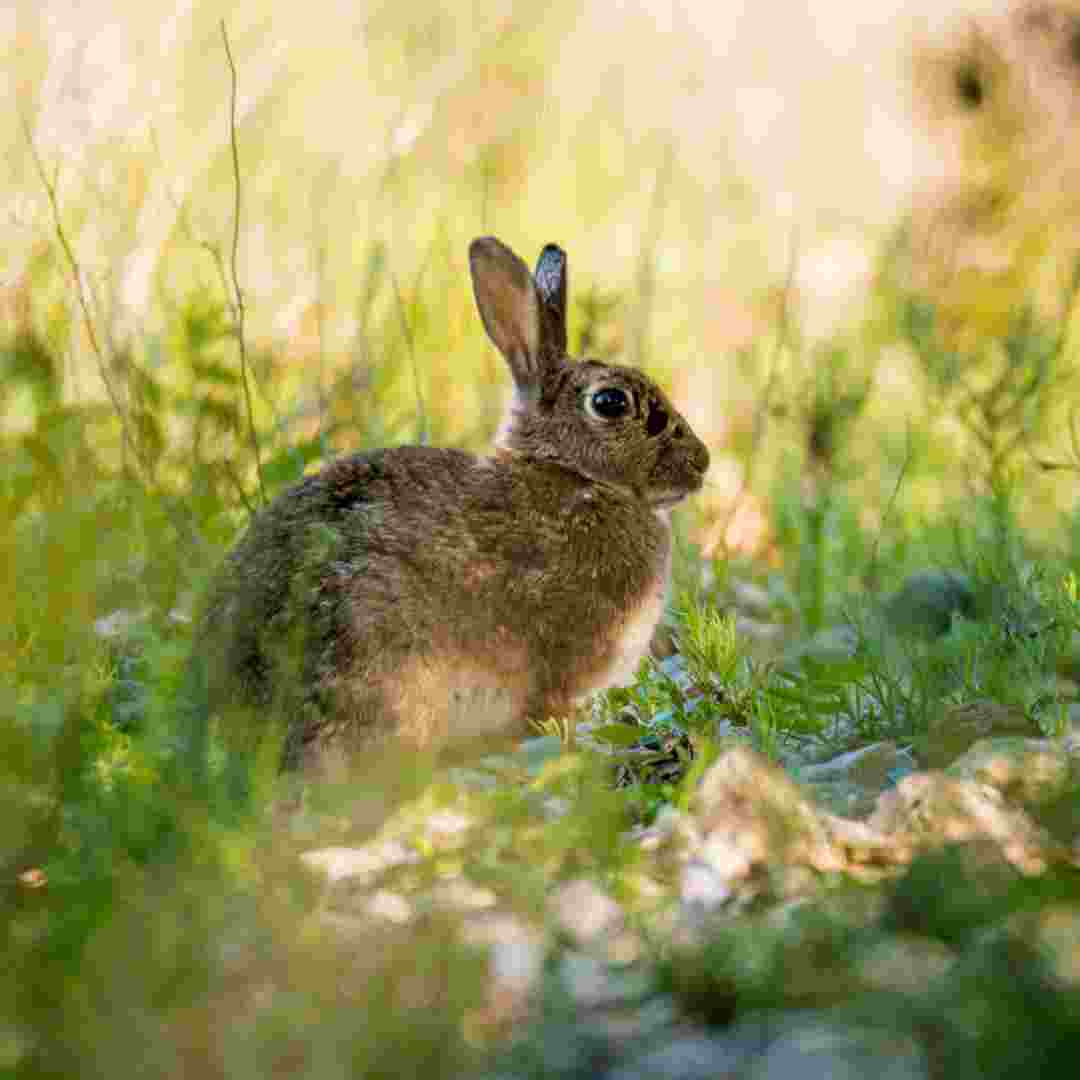 why would a rabbit suddenly die