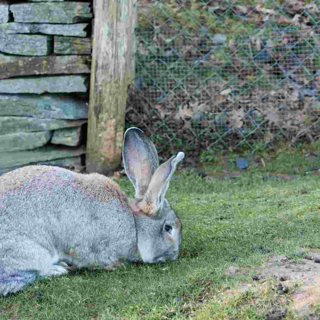 how long does it take for a rabbit to die