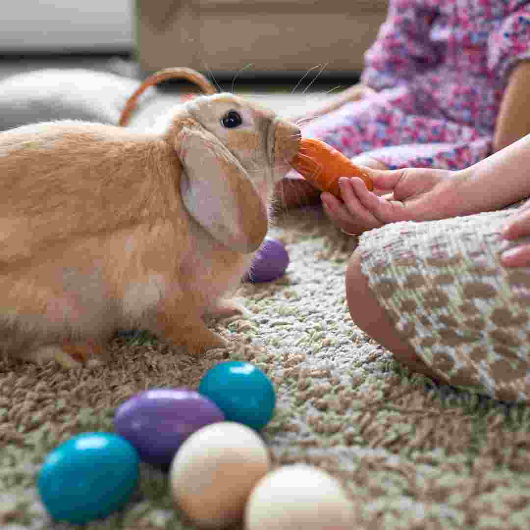 what vegetables do rabbits avoid