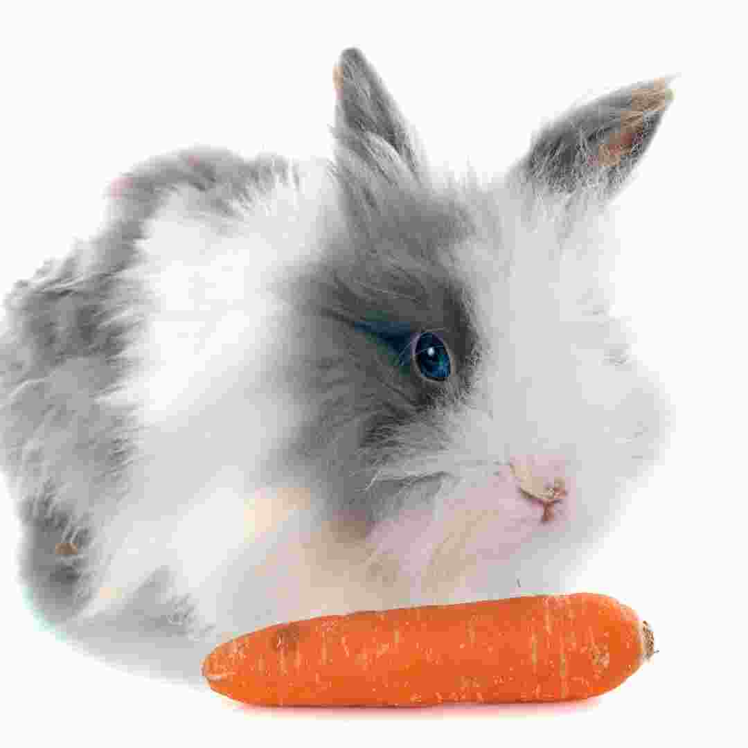 is it ok to feed rabbits carrots - rabbits secrets